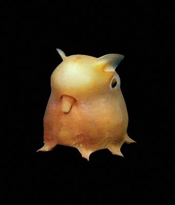 Ϥ