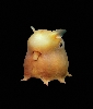 Ϥ