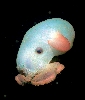 Ϥ