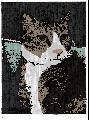 Ϥ