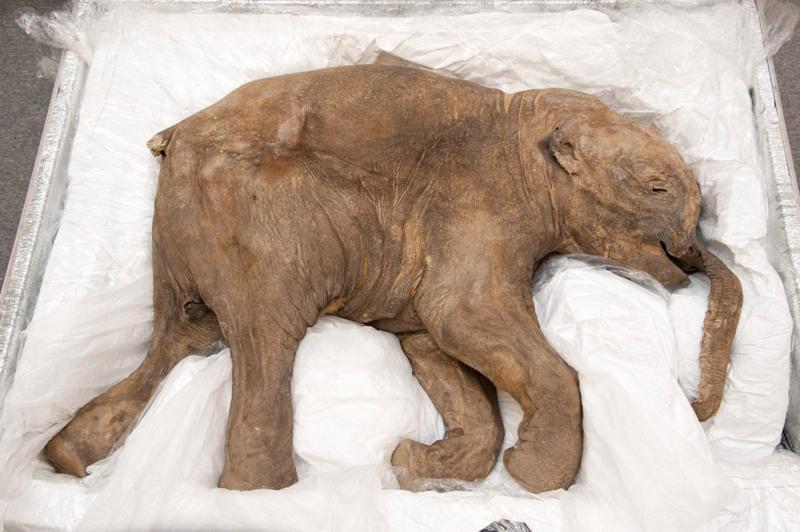 Ice Age mammoth Lyuba to be displayed at Hong Kong Science Museum
