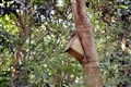 Artificial nest boxes of various shapes and sizes have been placed in the Wetland Park as a substitute for natural tree holes for birds to nest in.