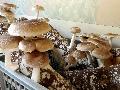 Organic shiitake mushroom