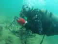 A volunteer diver picks up rubbish from the seabed.