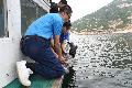 The Agriculture, Fisheries and Conservation Department today (September 21) released two juvenile green turtles in the southeastern waters of Hong Kong. Photo shows one of the turtles being returned to the sea.