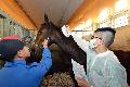 A Veterinary Officer of the Agriculture, Fisheries and Conservation Department (right) conducts a health inspection earlier for a horse joining the trial on the transportation of racehorses between Hong Kong and Guangzhou without quarantine isolation today (February 29). 