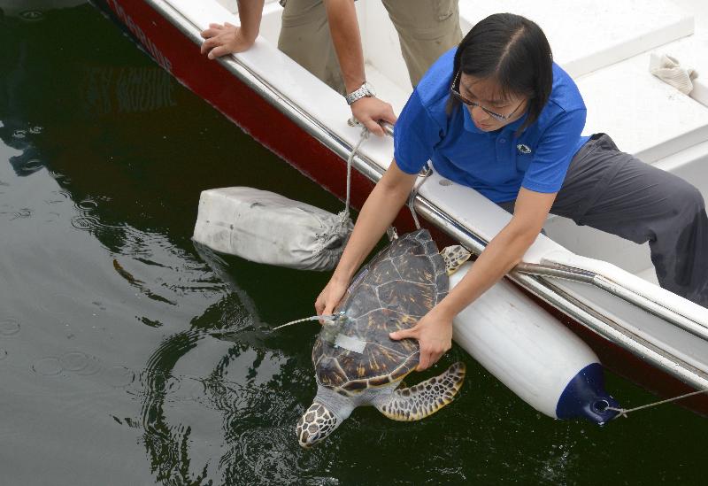 The Agriculture, Fisheries and Conservation Department today (August 12) released three juvenile green turtles in the southeastern waters of Hong Kong. Photo shows one of the turtles being returned to the sea.