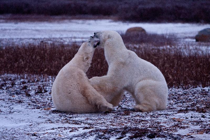北极熊每年在海冰上寻找猎物的时间长约九个月。然而，全球暖化导致海冰数量减少及冰层变薄，令北极熊的狩猎时间缩短了差不多四星期。