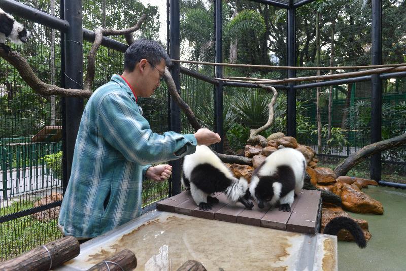 香港動植物公園於十月一日及二日一連兩日舉辦「動物護理聚談」活動，市民可以近距離觀賞不同的靈長類動物。圖示動物飼養員餵飼領狐猴。