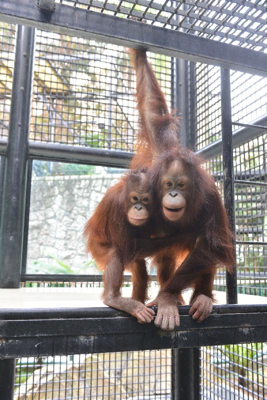 香港動植物公園於十月一日及二日一連兩日舉辦「動物護理聚談」活動，市民可以近距離觀賞不同的靈長類動物。圖為園內的婆羅洲猩猩。