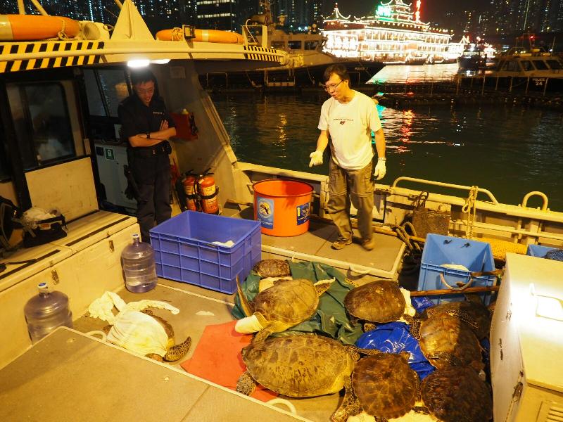 渔农自然护理署（渔护署）今日（九月三十日）在索罟湾鱼类养殖区一个鱼排检获36只活海龟。图示渔护署人员把海龟运送上岸。