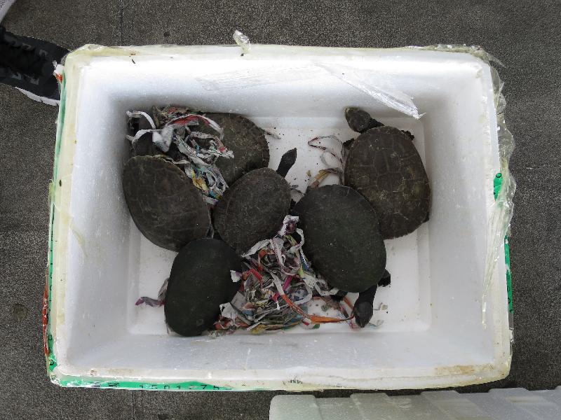 香港海关今日（十月十四日）在落马洲管制站检获怀疑濒危物种，包括二十四只蛙类、四十六只龟和五十二条变色龙。图示怀疑濒危龟只。