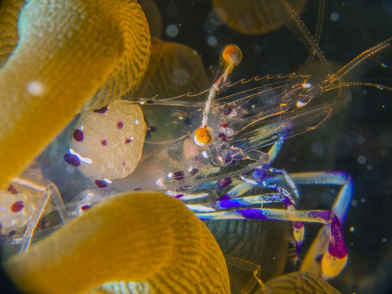蘇俊鋒在果洲群島拍攝的作品「玻璃」獲得香港潛攝大賽二○一六攝影微距照片組新秀潛攝評審大獎。