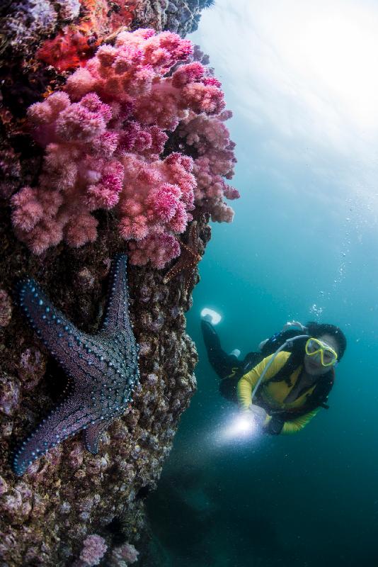 This photo of soft corals and sea stars taken by Yu Wing-chung off Basalt Island won the first prize in the Standard and Wide Angle Group of the Hong Kong Underwater Photo and Video Competition 2016.
