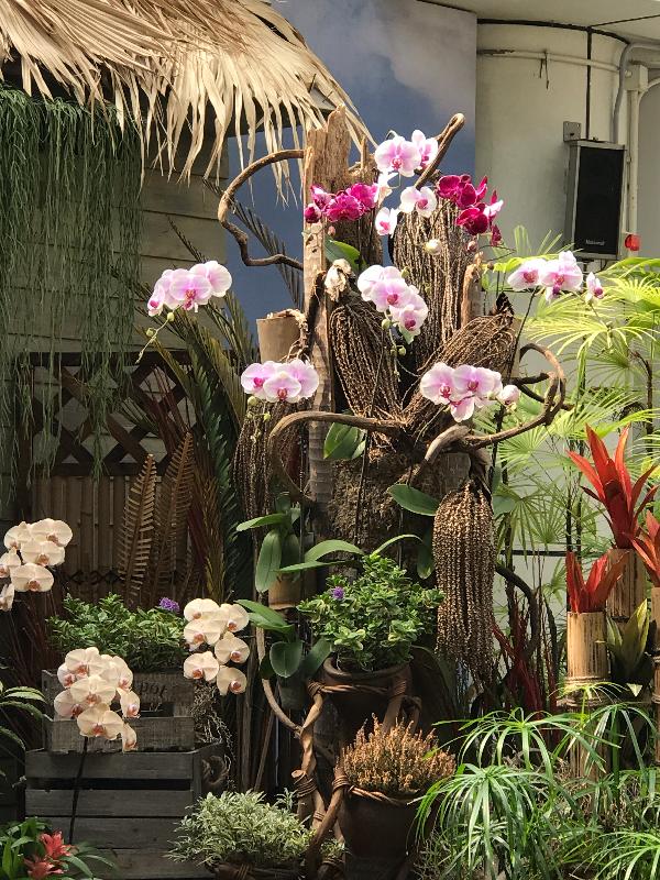 康樂及文化事務署轄下香港公園的霍士傑溫室展覽廳星期五（十月二十八日）起舉辦蘭花展，展出約250株不同品種的蘭花。圖示色彩艷麗的蝴蝶蘭。