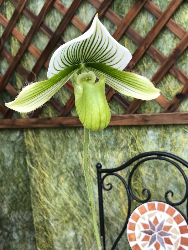 About 250 orchids with a rich variety of species will be displayed at the thematic exhibition to be held at the Display Plant House of the Forsgate Conservatory in Hong Kong Park managed by the Leisure and Cultural Services Department starting from this Friday (October 28). Photo shows a Paphiopedilum orchid with unique flower form.