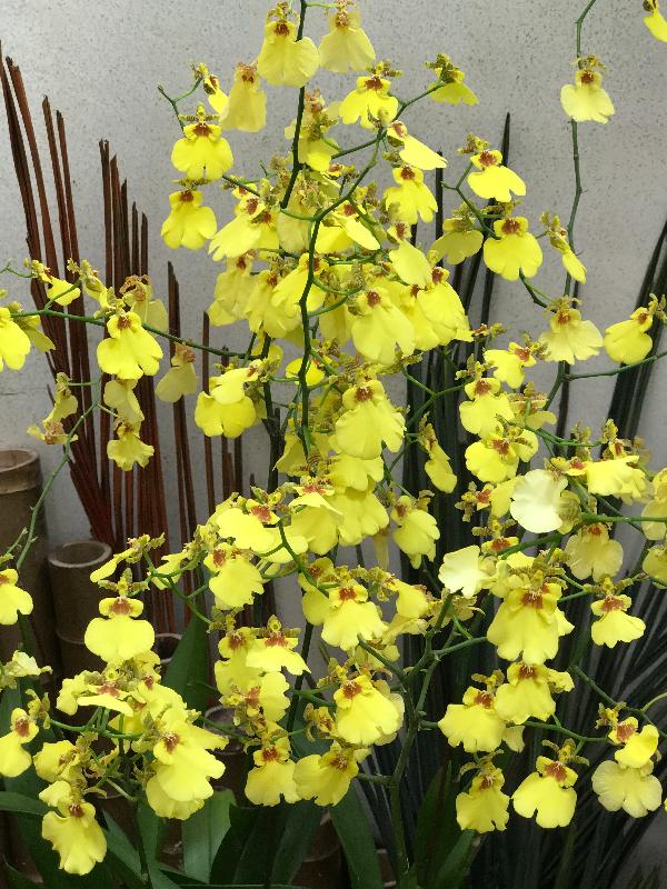 About 250 orchids with a rich variety of species will be displayed at the thematic exhibition to be held at the Display Plant House of the Forsgate Conservatory in Hong Kong Park managed by the Leisure and Cultural Services Department starting from this Friday (October 28). Photo shows Oncidium orchid flowers, which look like a group of dancing ladies.