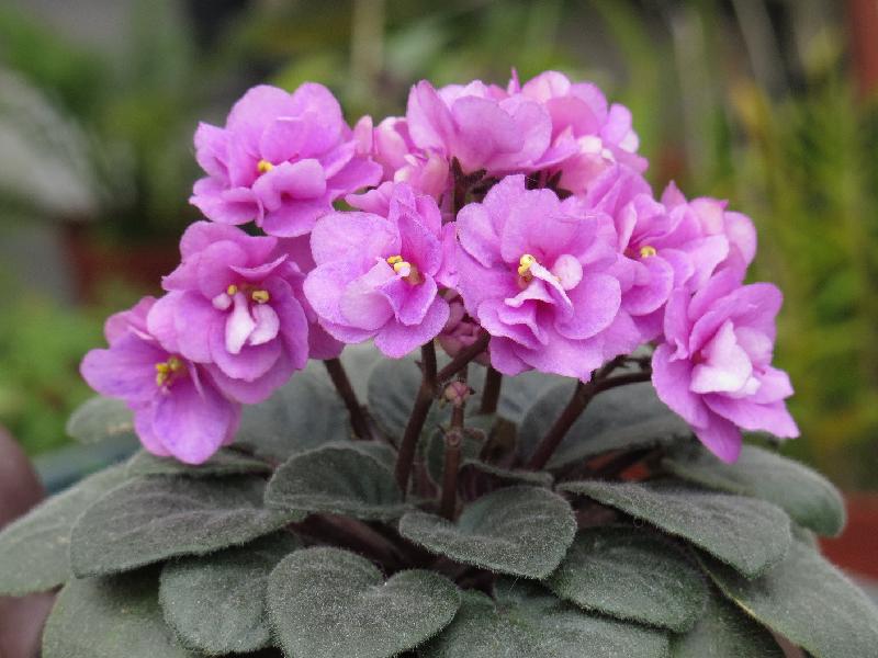 The horticulture education exhibition entitled "Air-purifying Plants" will be held this weekend (November 5 and 6) at the Arcade of Kowloon Park. Members of the public can learn more about the characteristics and functions of air-purifying plants through the display panels. Photo shows one of the air-purifying plants commonly found in Hong Kong, African violet.