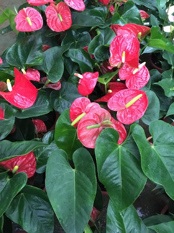 The horticulture education exhibition entitled "Air-purifying Plants" will be held this weekend (November 5 and 6) at the Arcade of Kowloon Park. Members of the public can learn more about the characteristics and functions of air-purifying plants through the display panels. Photo shows one of the air-purifying plants commonly found in Hong Kong, flamingo lily.
