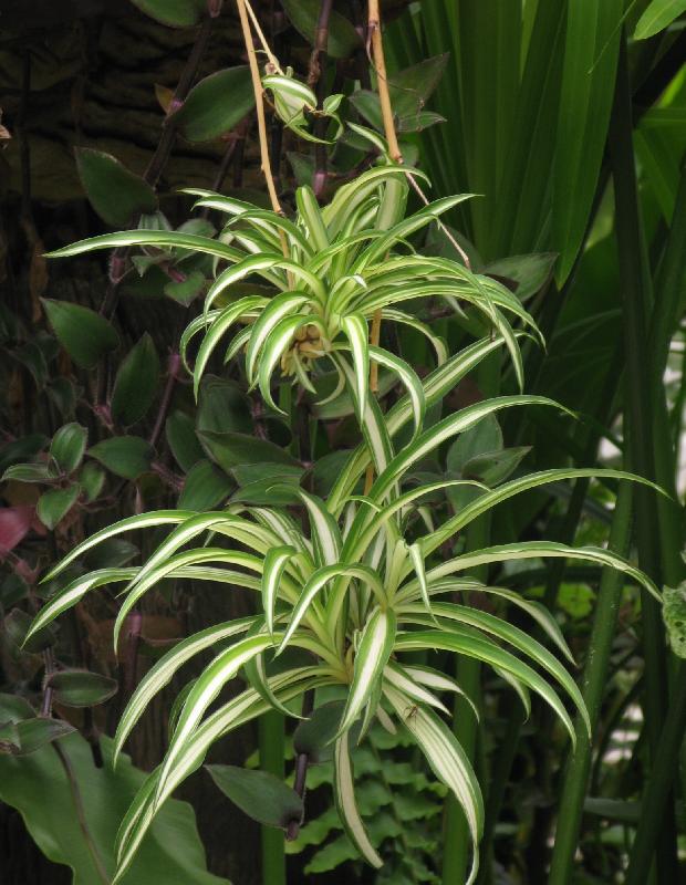 The horticulture education exhibition entitled "Air-purifying Plants" will be held this weekend (November 5 and 6) at the Arcade of Kowloon Park. Members of the public can learn more about the characteristics and functions of air-purifying plants through the display panels. Photo shows one of the air-purifying plants commonly found in Hong Kong, spider plant.