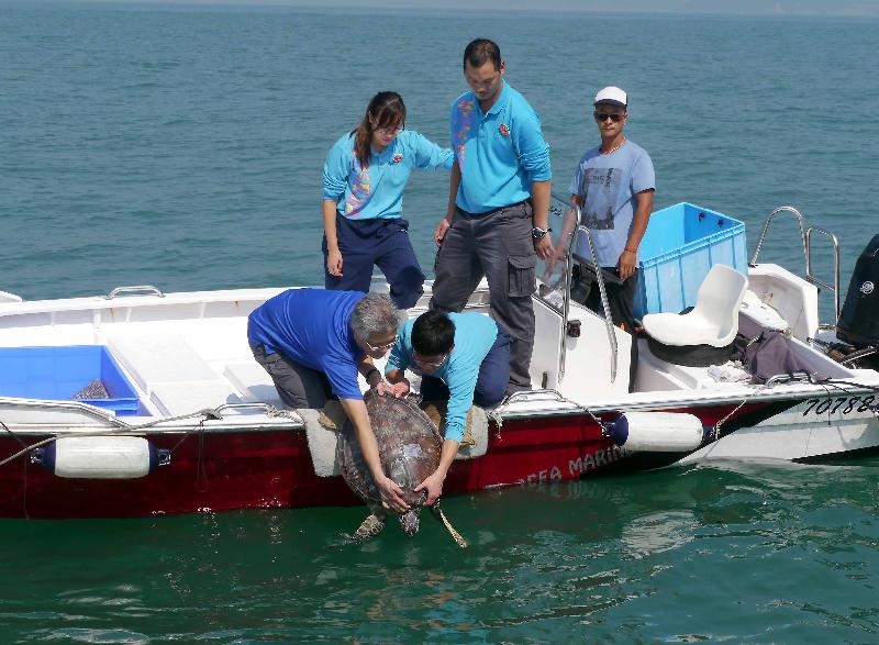 渔农自然护理署今日（十一月十五日）在香港南面水域放流十只较早前在执法行动中检获的绿海龟。图示其中一只绿海龟准备回归大海。