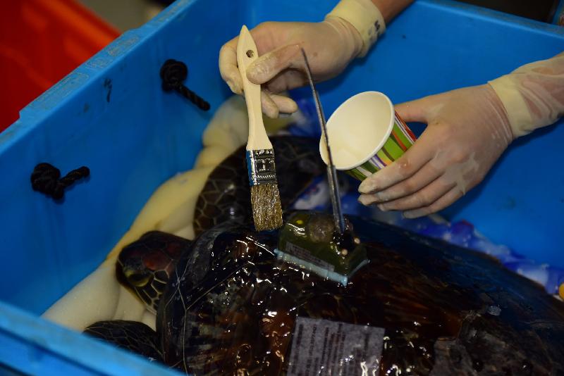 漁農自然護理署今日（十一月十五日）在香港南面水域放流十隻綠海龜。圖示署方人員在放流前替海龜安裝衞星追蹤儀。