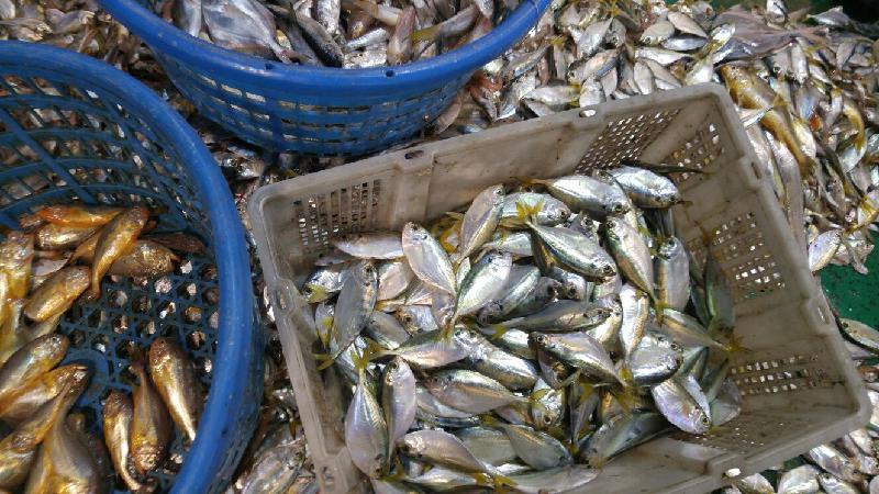 渔农自然护理署（渔护署）与水警昨晚（十一月三十日）进行打击非法捕鱼的联合行动，在长洲以南截获一艘涉嫌非法拖网捕鱼的掺缯，在船上检获300斤渔获。