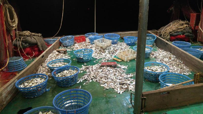 漁農自然護理署（漁護署）與水警昨晚（十一月三十日）進行打擊非法捕魚的聯合行動，在長洲以南截獲一艘涉嫌非法拖網捕魚的摻繒，在船上檢獲300斤漁獲。