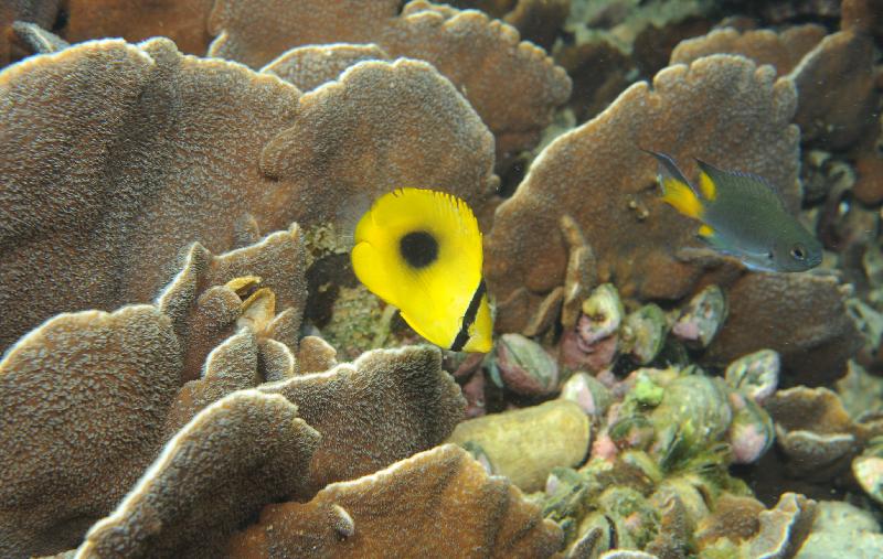 Indicator species are recorded in the Reef Check to help assess the coral condition and fauna diversity of a coral reef ecosystem over time. Picture shows butterfly fish, an indicator species, at Tung Ping Chau.