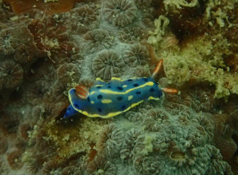 Indicator species are recorded in the Reef Check to help assess the coral condition and fauna diversity of a coral reef ecosystem over time. Picture shows nudibranch, an indicator species, at Sharp Island.