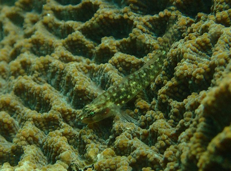 Indicator species are recorded in the Reef Check to help assess the coral condition and fauna diversity of a coral reef ecosystem over time. Picture shows reef fish, an indicator species, swimming in the coral community at Crescent Island.