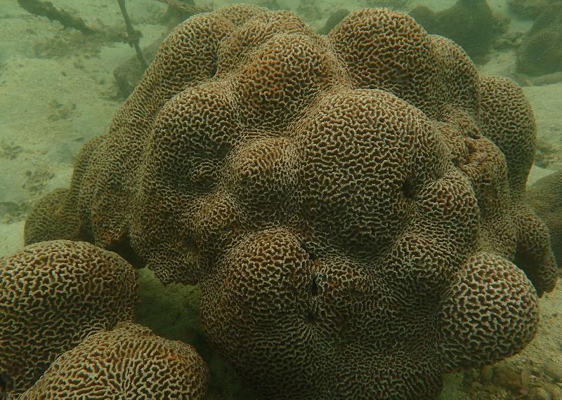 「珊瑚礁普查2016」結果今日（十二月三日）公布。圖示於其中一個普查地點橋咀拍攝到的扁腦珊瑚。