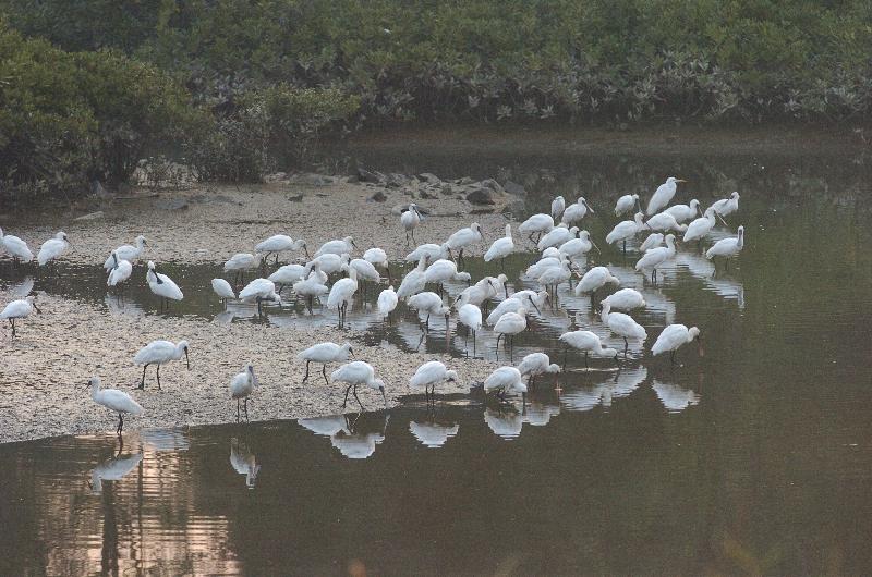 Hong Kong Wetland Park is holding the Bird Watching Festival from today (December 16) until April 2017. Hong Kong Wetland Park attracts flocks of birds that migrate from the north to inhabit the wetlands, making it an ideal place for bird watching. Photo shows a flock of black-faced spoonbills resting on the wetland. 
