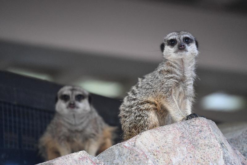 The two female meerkats introduced to the Hong Kong Zoological and Botanical Gardens are aged 4 and 5 and are housed in the newly decorated Meerkat's Home. Meerkats usually live in dry and open plains, and the long and slender body is covered in a soft silvery brown coat, with the tail dark-tipped.