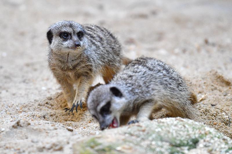 The two female meerkats introduced to the Hong Kong Zoological and Botanical Gardens are aged 4 and 5 and are housed in the newly decorated Meerkat's Home. They are carnivorous and feed primarily on insects. The long forefeet and strong claws enable them to dig burrows.