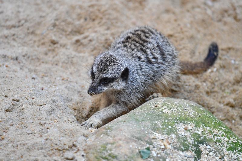 The two female meerkats introduced to the Hong Kong Zoological and Botanical Gardens are aged 4 and 5 and are housed in the newly decorated Meerkat's Home. They are carnivorous and feed primarily on insects. The long forefeet and strong claws enable them to dig burrows.