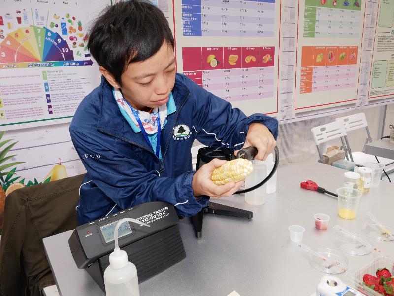 The four-day FarmFest 2017 is being held at Fa Hui Park in Mong Kok from today (December 30) to January 2, 2017. Instruments for testing the quality of crops are being displayed at the FarmFest. Picture shows an Agriculture, Fisheries and Conservation Department staff member measuring the sweetness of corn.
