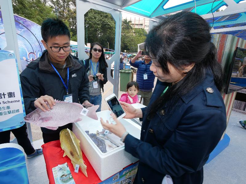 The four-day FarmFest 2017 is being held at Fa Hui Park in Mong Kok from today (December 30) to January 2, 2017. Photo shows an Agriculture, Fisheries and Conservation Department staff member demonstrating the scanning of a traceable QR Code Fish Tag with the "Local Fresh" mobile application to obtain information on the origin and safety test results of a chilled fishery product under the Accredited Fish Farm Scheme.