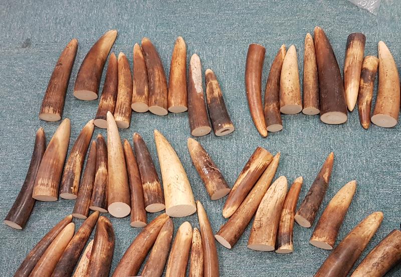 A traveller who arrived in Hong Kong last Saturday (January 14) was convicted of smuggling ivory and sentenced to eight weeks' imprisonment and a fine of $90,000 today (January 16). Picture shows the ivory cut pieces found by Customs Officers in his check-in luggage.