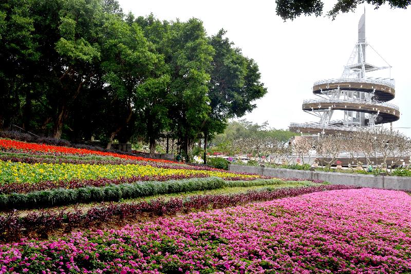 The Leisure and Cultural Services Department has always been committed to offering quality services and facilities in the parks under its management. Various soft landscape enhancement measures have been implemented. Photo shows the specially designed floral sea at Tai Po Waterfront Park which has undergone a facelift, giving a pleasant and aesthetic effect to the park. Footpaths among the flower strips and photo corners are provided so as to allow visitors to take photos of the floral sea.