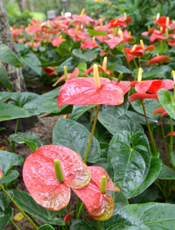 The Leisure and Cultural Services Department has recently implemented various soft landscape enhancement measures. Enhancement works have been carried out in the Scented Garden at Hong Kong Park, as well as at the Anthurium Garden, Ginger Garden and Rose Garden at Tai Po Waterfront Park. Photos shows flowers blossoming in the Anthurium Garden at Tai Po Waterfront Park.