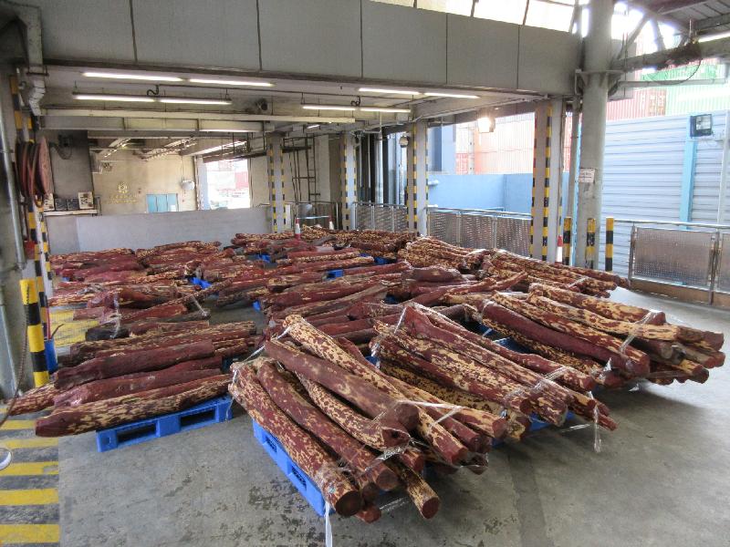 香港海關今日（𠄞月九日）在葵涌海關大樓驗貨場的一個貨櫃內檢獲約八千五百九十公斤懷疑紫檀木材，估計市值約六百萬元。

