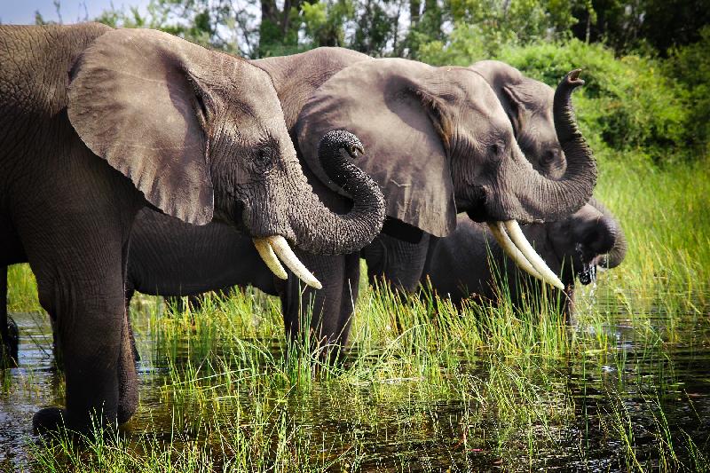 The Hong Kong Space Museum's new Omnimax show, "Wild Africa", will be launched tomorrow (March 1). The film features the African elephant, which is the largest existing land animal in the world. Being a herbivore with a large appetite, an adult elephant can consume up to 140 kilograms of plants and 200 litres of water a day.