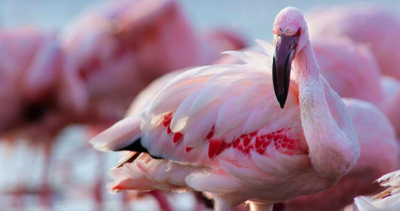 The Hong Kong Space Museum's new Omnimax show, "Wild Africa", will be launched tomorrow (March 1). The film includes scenes on the lesser flamingo, which is the flamingo species with the highest population in Africa. The birds' beaks contain thousands of filters which help them to sieve out the food in water. Lake Bogoria in Kenya is one of their major feeding sites, offering a great abundance of blue-green algae.