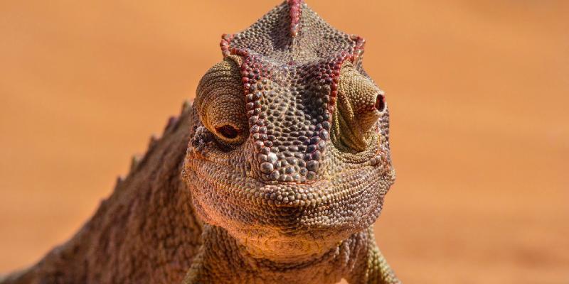The Hong Kong Space Museum's new Omnimax show, "Wild Africa", will be launched tomorrow (March 1). Viewers will learn about Namaqua chameleons, which are commonly found in the Namib Desert of southern Africa. Their independently mobile eyes enable them to have 180-degree vision, which is useful for catching small insect prey.
