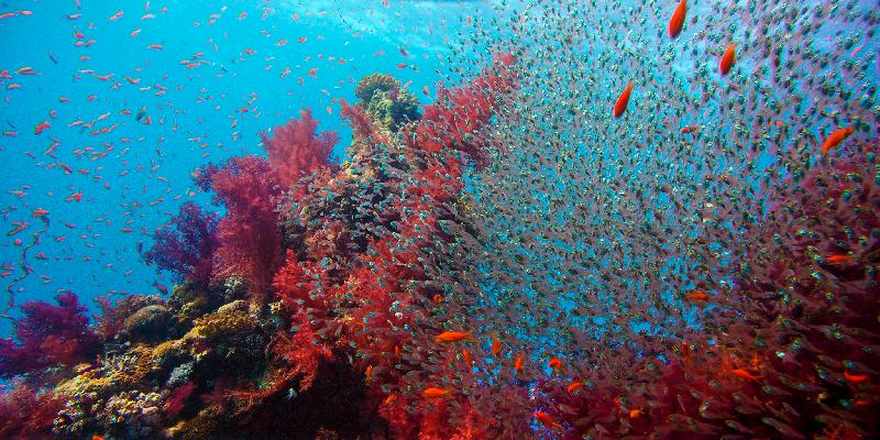 The Hong Kong Space Museum's new Omnimax show, "Wild Africa", will be launched tomorrow (March 1). Included in the film are scenes of coral reefs, often known as the rainforests of the sea. A quarter of marine life depends on coral reefs and it is estimated that up to 4 000 different species can live together on a reef. The Red Sea is one of the world's most biodiverse coral reef regions.
