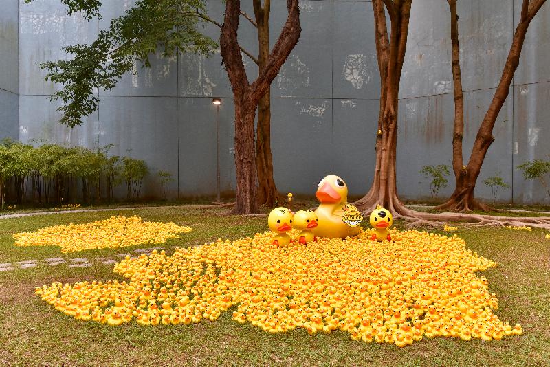 「香港玩具傳奇」展覽今日（三月一日）於香港歷史博物館開幕。圖為展覽中展示由上千隻黃色小鴨組成的大型草地場景。