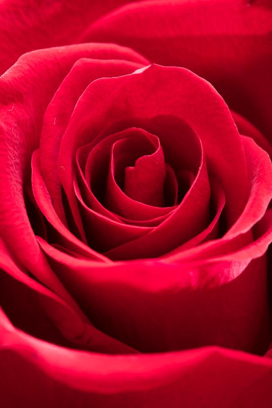 今年香港花卉展覽將於三月十日至十九日在維多利亞公園舉行，以「愛‧賞花」為主題，主題花是玫瑰。



