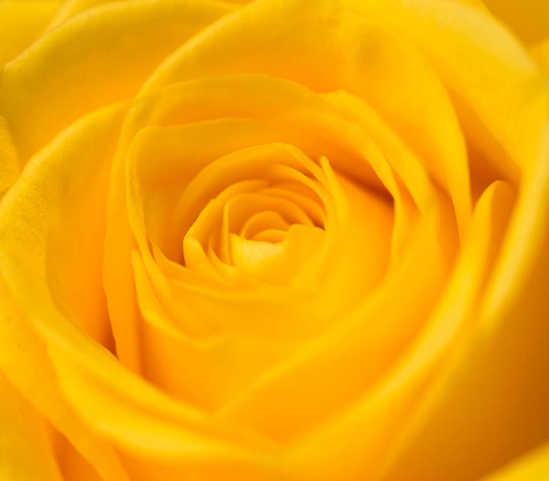 今年香港花卉展覽將於三月十日至十九日在維多利亞公園舉行，以「愛‧賞花」為主題，主題花是玫瑰。