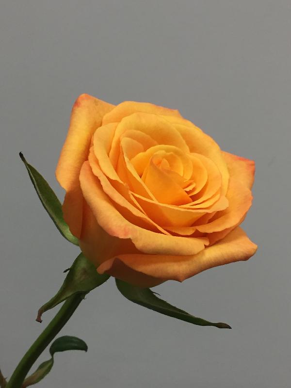 今年香港花卉展覽將於三月十日至十九日在維多利亞公園舉行，以「愛‧賞花」為主題，主題花是玫瑰。